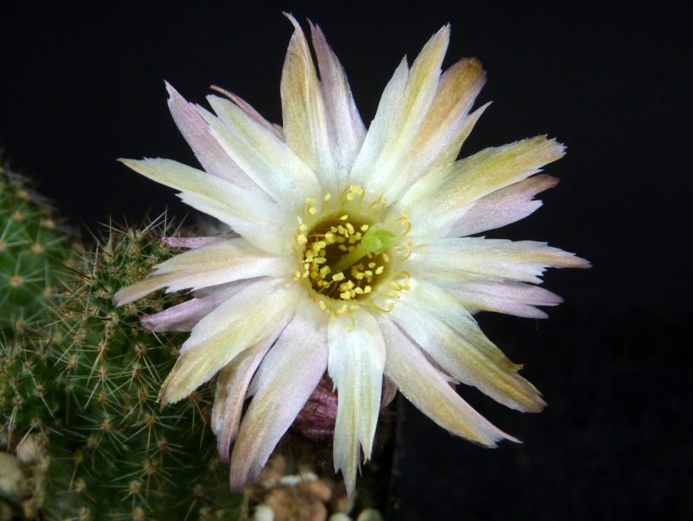 Chamaecereus